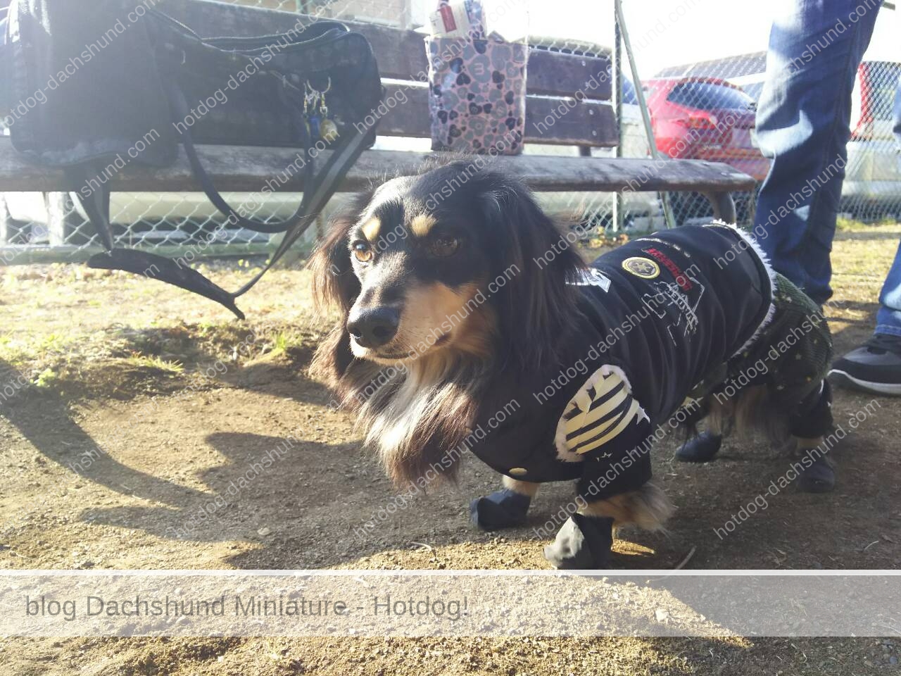 ミニチュアダックスフンドの犬服 ディズニーコラボ サイズは Hotdog ミニチュアダックスフンドブログ