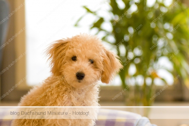 犬を飼っている芸能人の一覧は 意外なあの人も愛犬家 Hotdog ミニチュアダックスフンドブログ