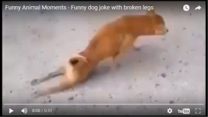 笑える犬の動画