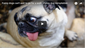 笑える犬の動画