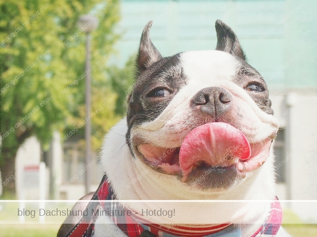 思わずフッと笑みがこぼれる犬達の笑える動画まとめ Hotdog ミニチュアダックスフンドブログ