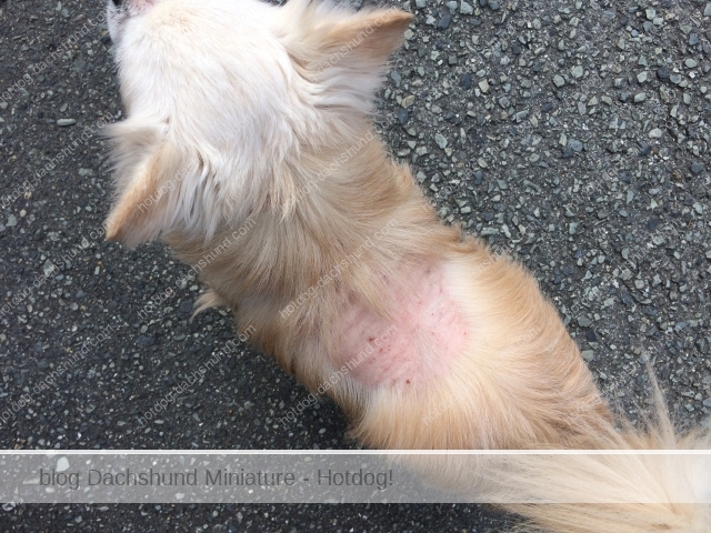 犬の背中に赤or黒い斑点や脱毛が見られる時の原因は何 Hotdog ミニチュアダックスフンドブログ