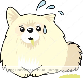 犬が黄色い泡のような液体を吐くのは何故 原因は Hotdog ミニチュアダックスフンドブログ