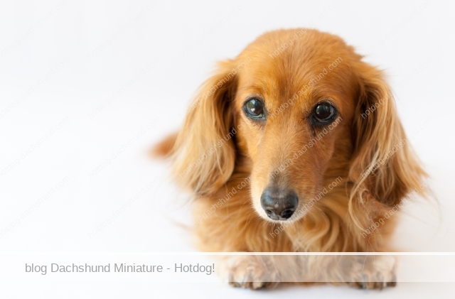 ミニチュアダックスフンドの主な病気や寿命のサインは Hotdog ミニチュアダックスフンドブログ