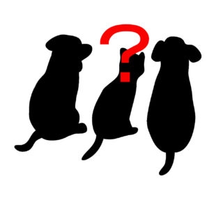 木村拓哉は犬を何匹飼ってるの 名前や犬種は Hotdog ミニチュアダックスフンドブログ