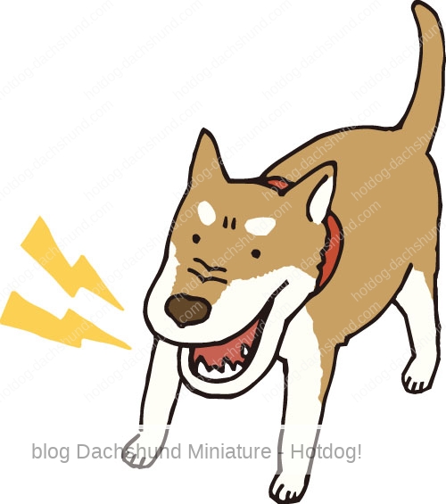 犬が散歩中に吠えるし挨拶できない しつけ方は Hotdog ミニチュアダックスフンドブログ