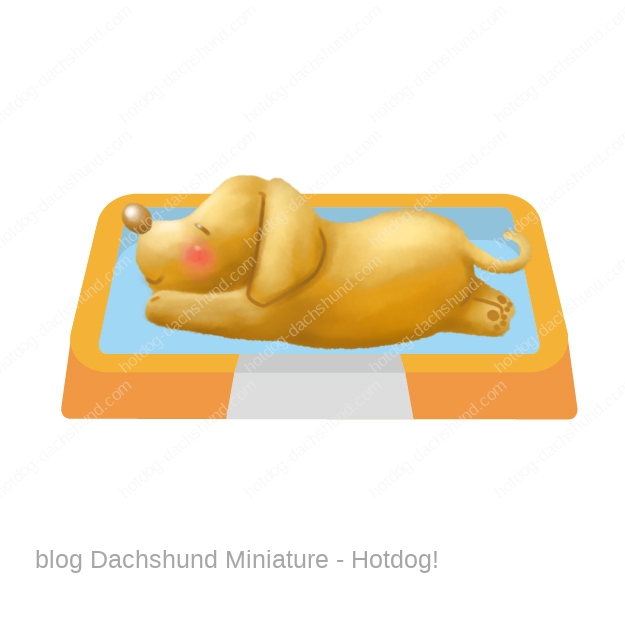 犬がトイレトレーで寝る理由って何だ 対策法はあるの Hotdog ミニチュアダックスフンドブログ
