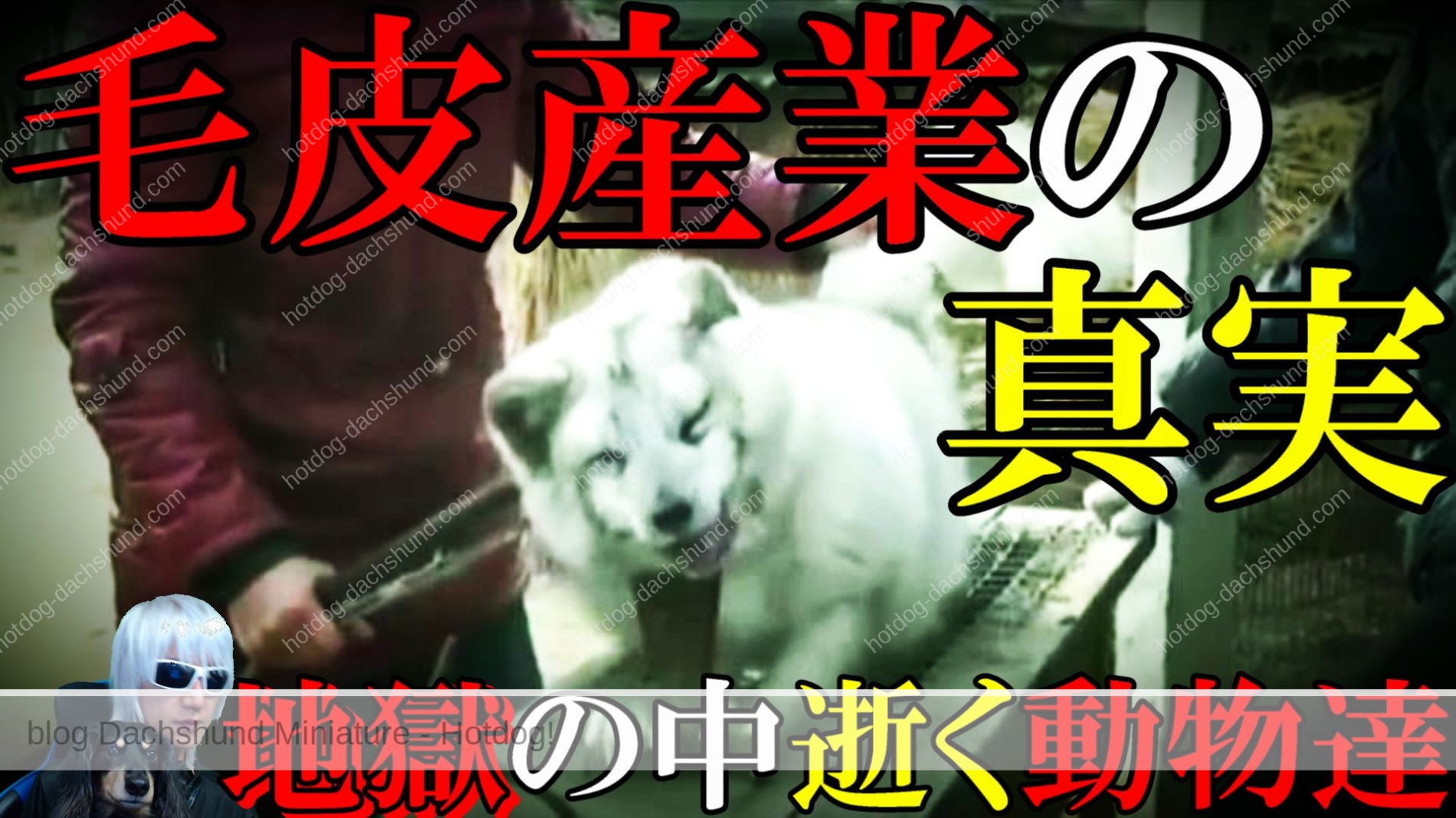 毛皮産業の闇と真実 人間の虚栄心の為に犠牲になる動物達 反対 理由 運動 芸能人 コート 令和tv闇情報 Hotdog ミニチュアダックスフンドブログ